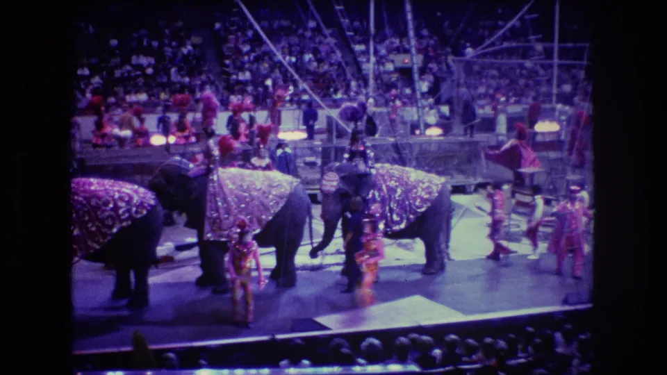 1974 Boston circus footage frame with elephants wearing patterned blankets, trainers in bright costumes, and a crowded arena visible under blue-purple light.
