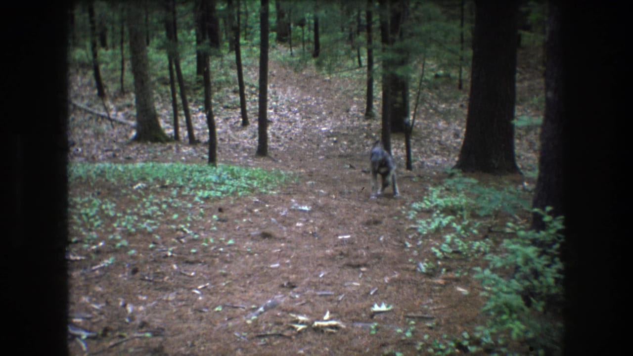 A lone dog appears on a pine-needle forest path in Baxter, Maine, with dark tree trunks and low green plants surrounding the trail in 1975 home-movie footage.