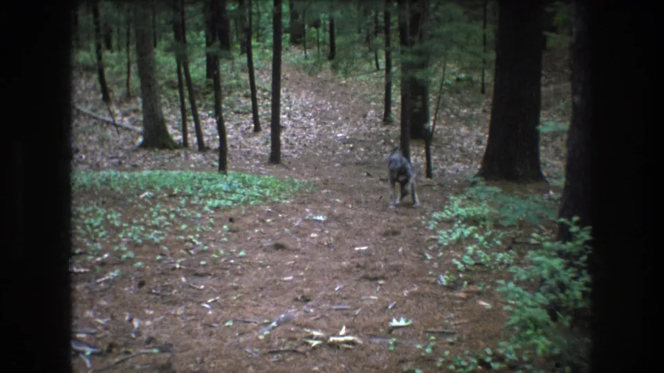 A lone dog appears on a pine-needle forest path in Baxter, Maine, with dark tree trunks and low green plants surrounding the trail in 1975 home-movie footage.