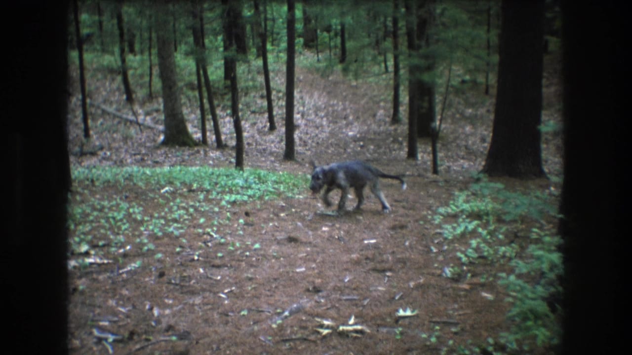 Dog crossing a forest path amid trees and low plants.
