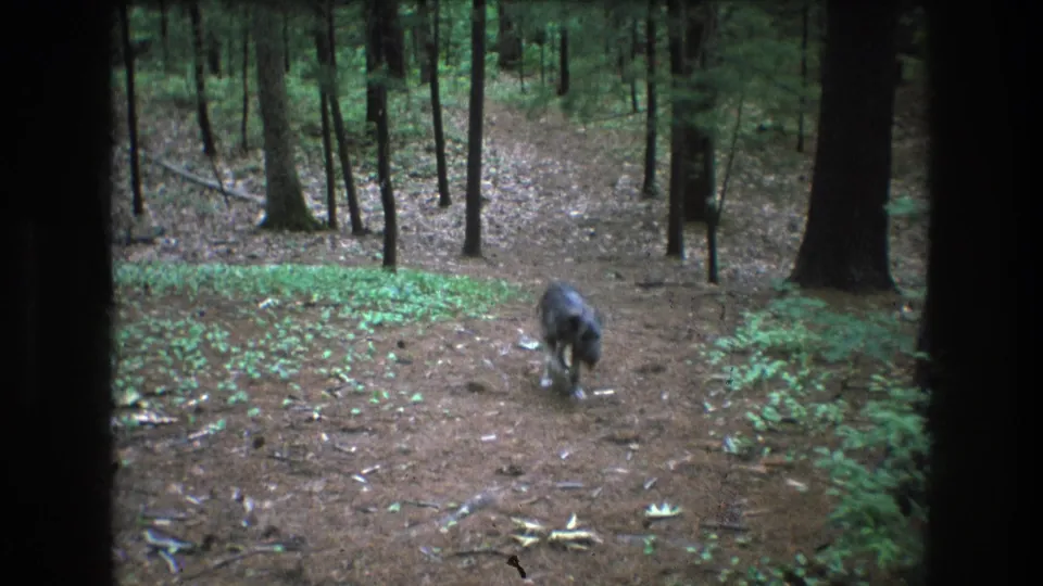 A lone dog walks toward the camera along a dirt and pine-needle trail in Baxter, Maine, with shaded trees and scattered forest debris visible around it.