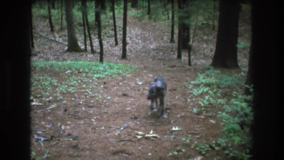 The dog stands or moves near the center of the Baxter, Maine forest trail, framed by dark trunks, brown ground cover, and green woodland plants in 1975 home-movie footage.