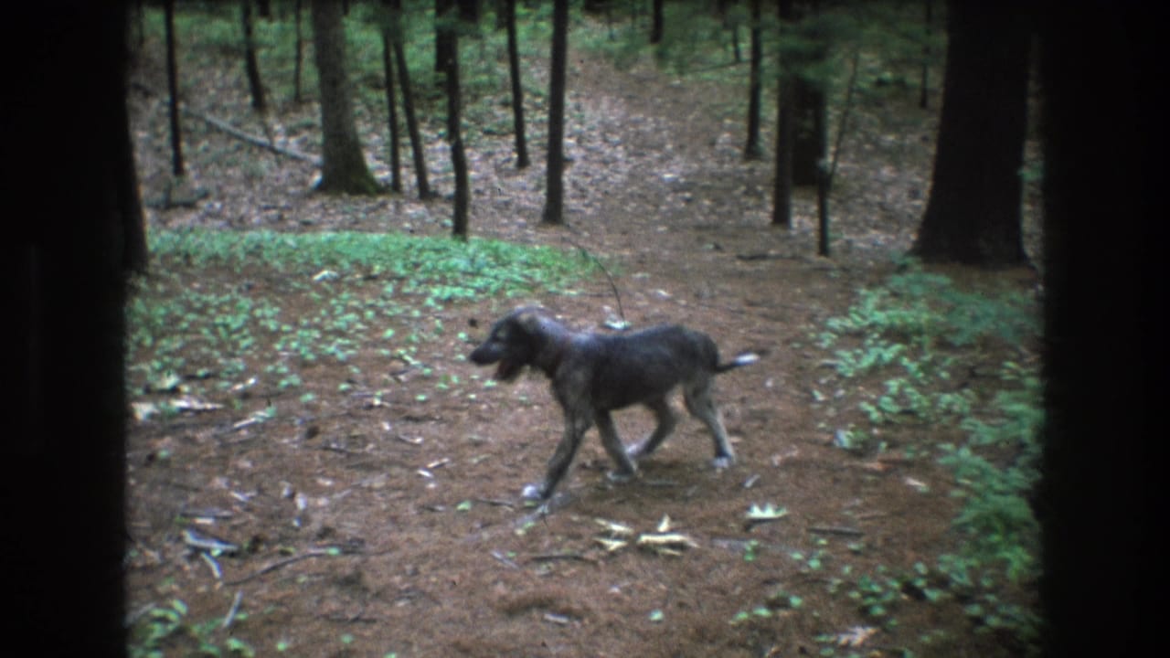 A scruffy gray dog walks left to right through a wooded area in Baxter, Maine, in 1975 home-movie footage, with pine needles, leaves, and green undergrowth visible around it.