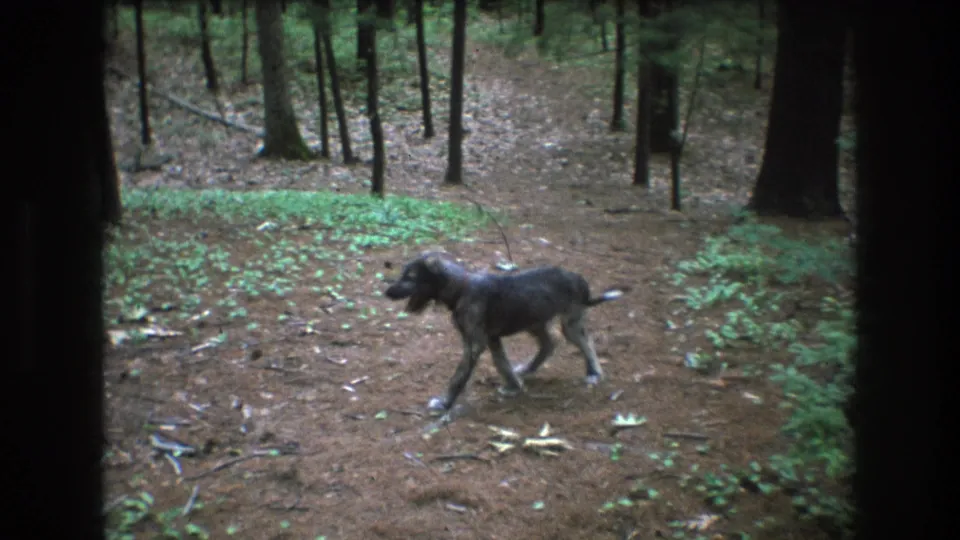A scruffy gray dog walks left to right through a wooded area in Baxter, Maine, in 1975 home-movie footage, with pine needles, leaves, and green undergrowth visible around it.