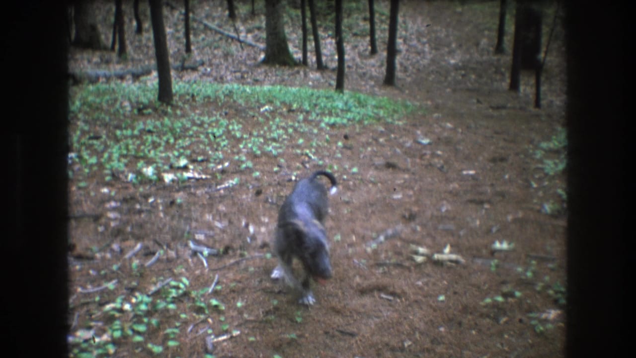 Dog moving away through a wooded path with its tail raised.