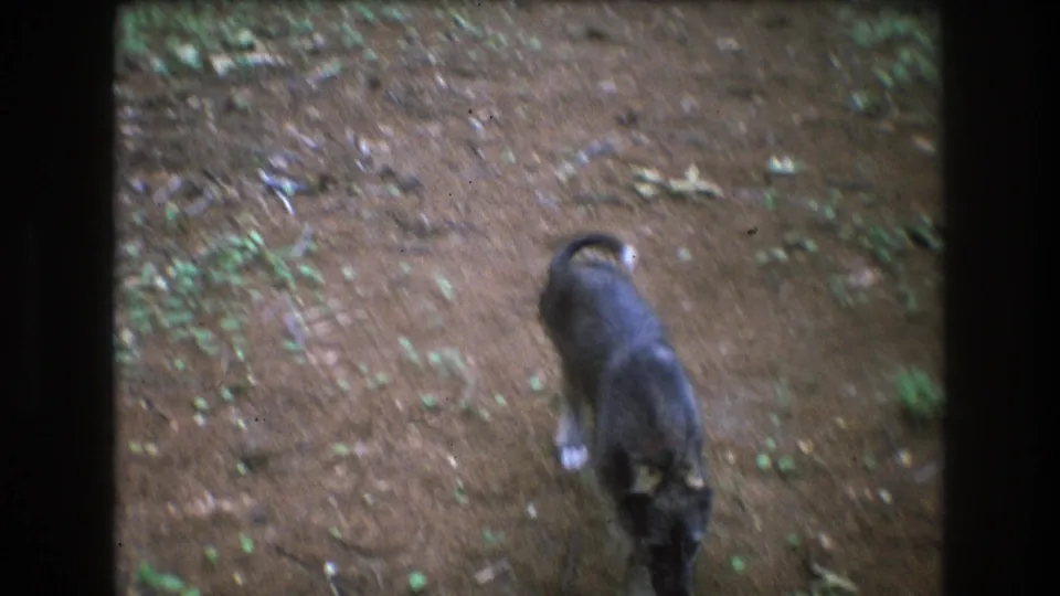 A closer handheld frame shows the gray dog from above as it lowers its head near the pine-needle-covered ground in Baxter, Maine, 1975 footage.