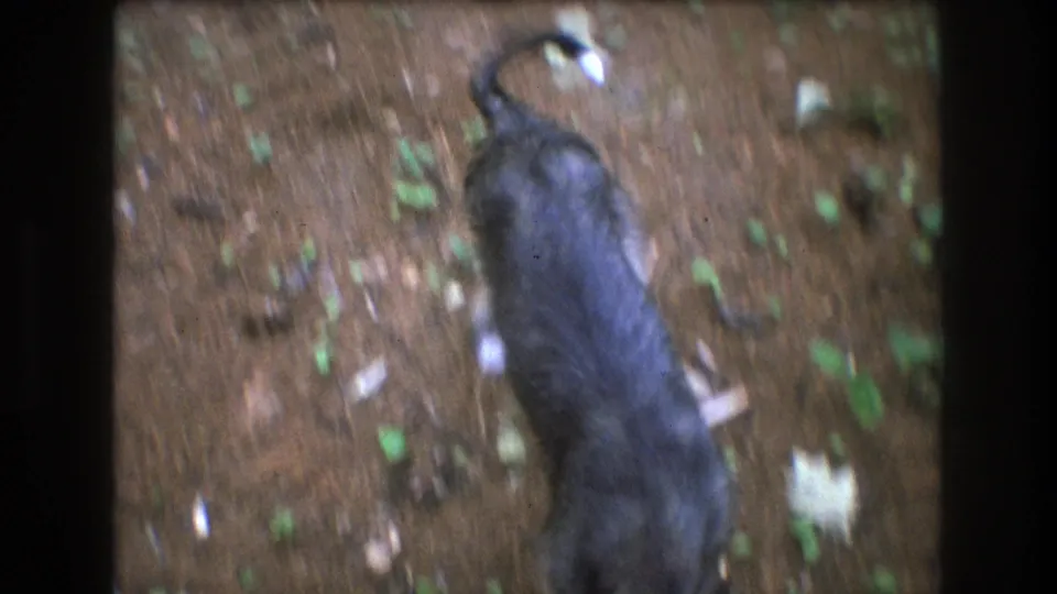 A motion-blurred close view follows the dog from above on the wooded ground, with its curled tail, gray coat, leaves, and small green plants visible.