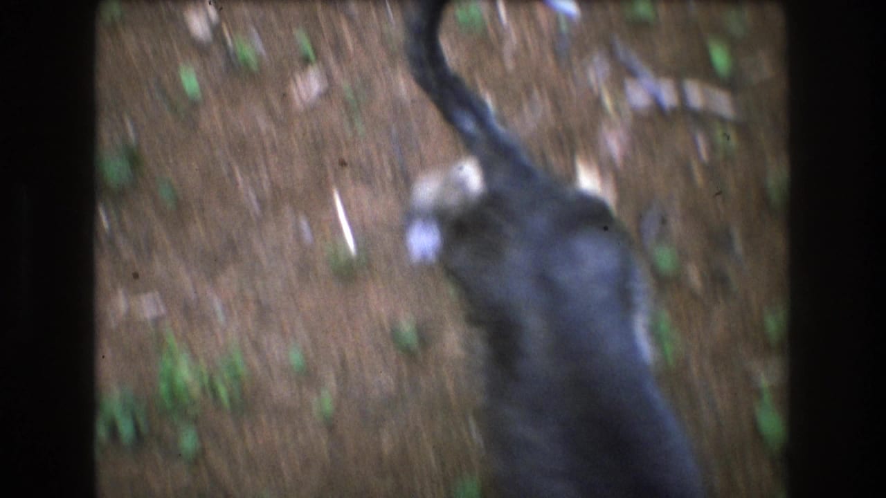 In supplied 1975 Baxter, Maine 8mm footage, a black dog with white markings appears near a person’s legs on a brown forest trail.