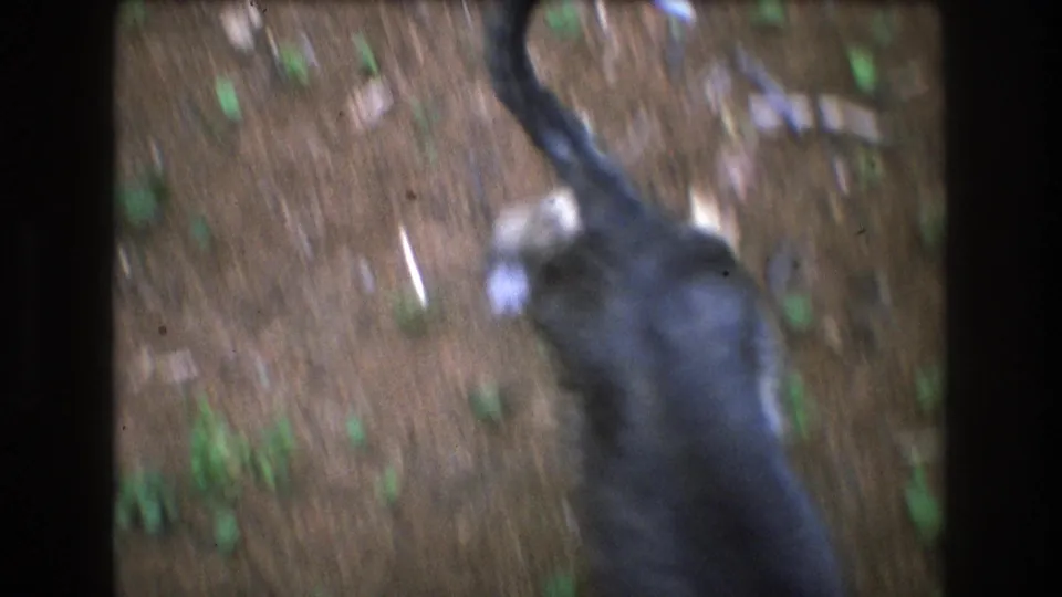 In supplied 1975 Baxter, Maine 8mm footage, a black dog with white markings appears near a person’s legs on a brown forest trail.