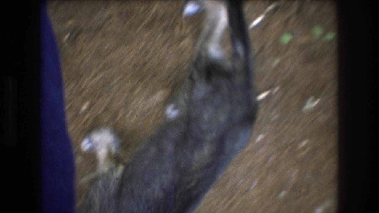 Black dog with a white face stands close to the camera on a dirt trail.