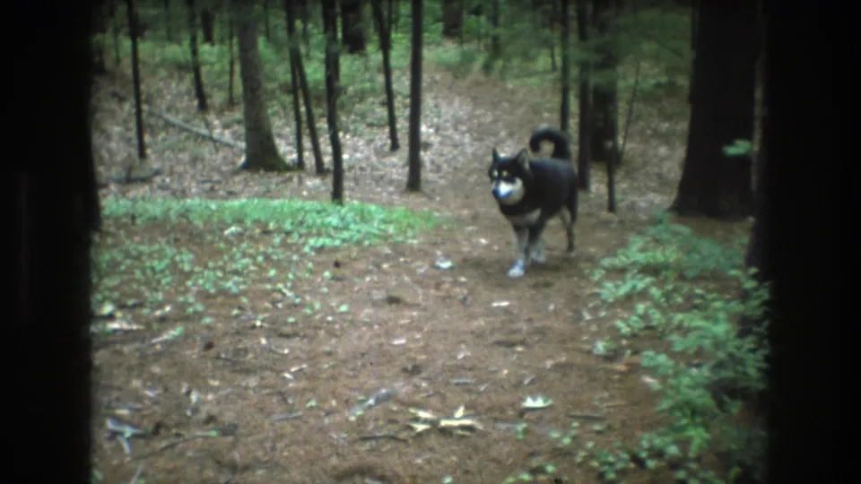 A black dog with white markings walks toward the camera on a pine-lined dirt path in the supplied 1975 Baxter, Maine footage.