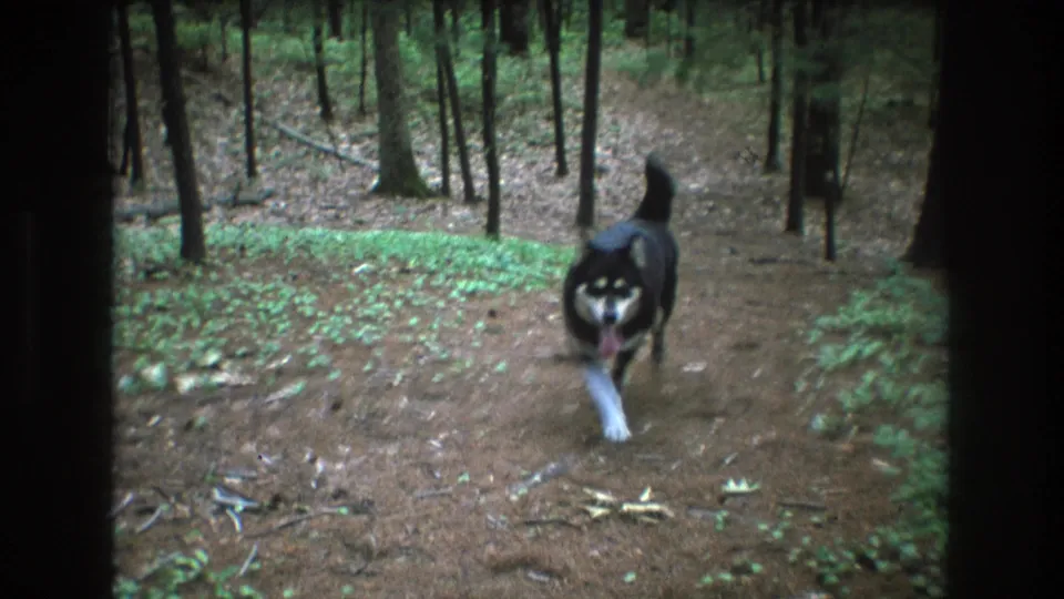 The dog trots toward the camera with its tongue out on a wooded trail, framed by trees and low plants in the supplied Baxter, Maine 8mm scene.