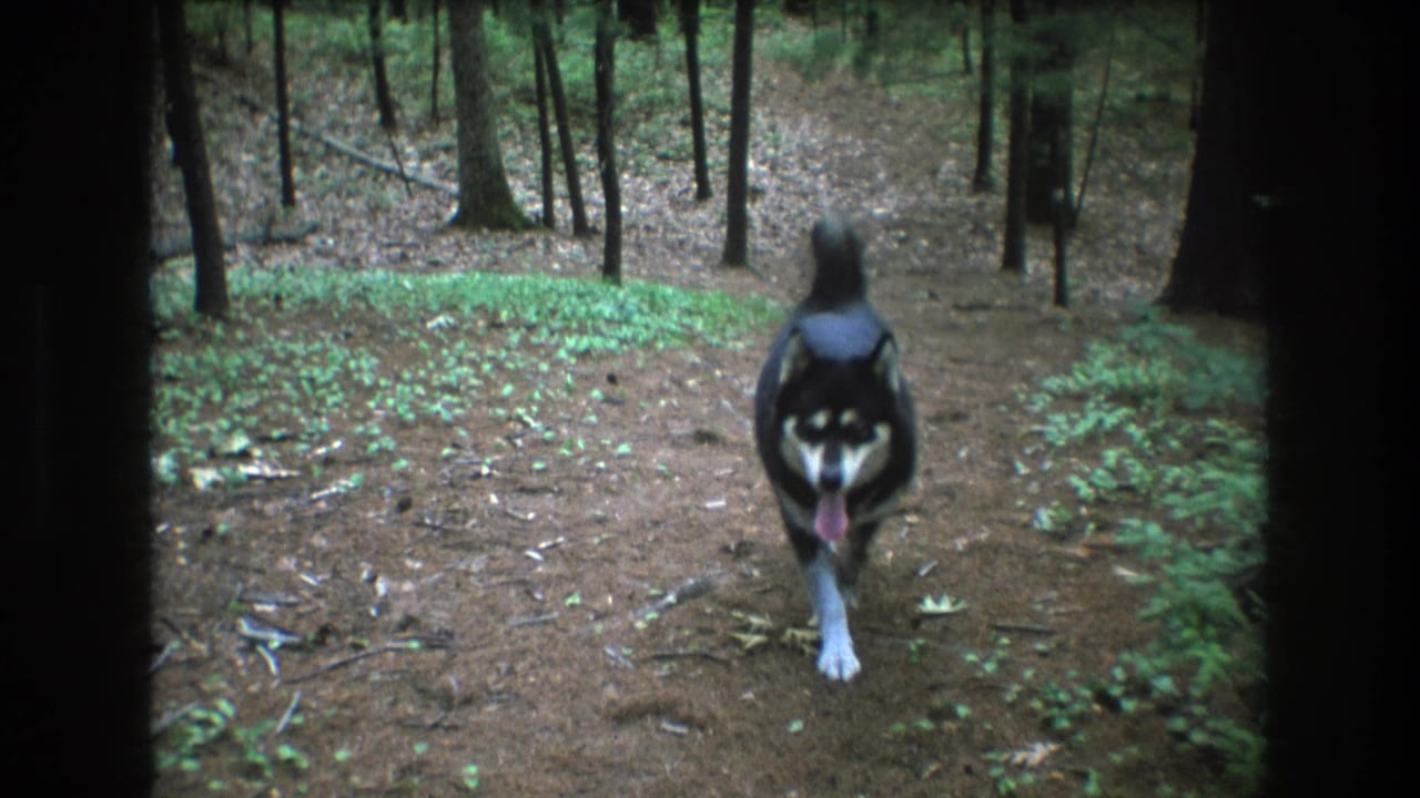 In Baxter, Maine home-movie footage from 1975, a black-and-white husky walks toward the camera along a narrow dirt path through pine woods.