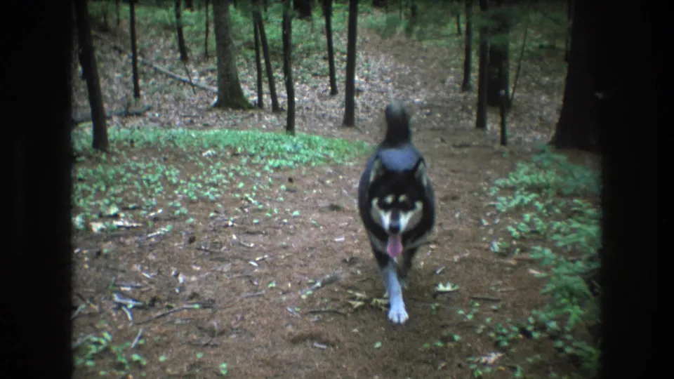 In Baxter, Maine home-movie footage from 1975, a black-and-white husky walks toward the camera along a narrow dirt path through pine woods.