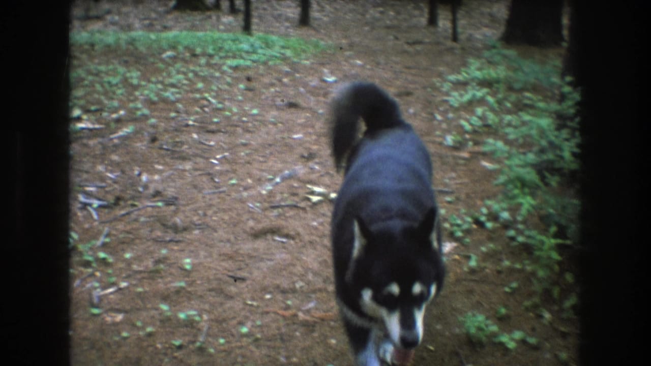 Husky passing close to the camera on a forest path.