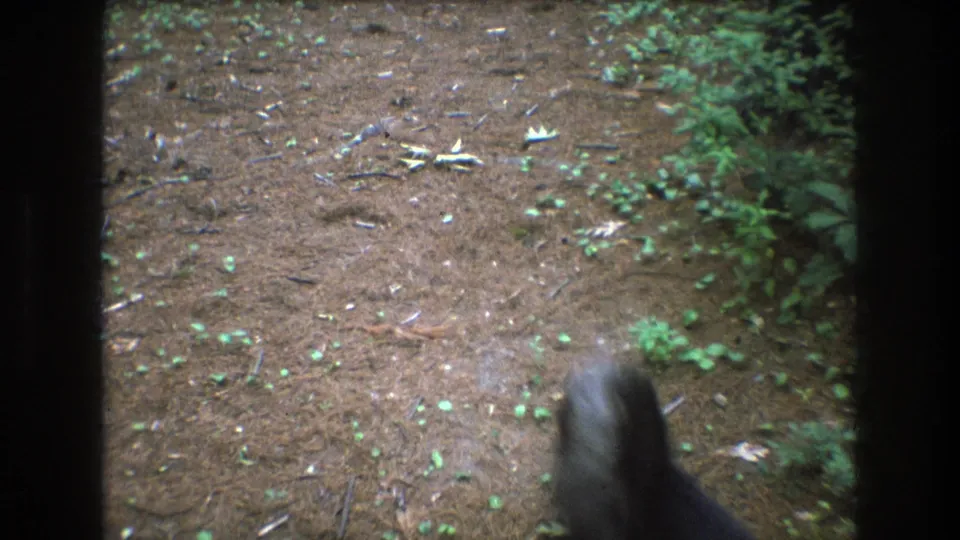 The dog is partly blurred and near the bottom edge of the 8mm frame as the camera looks down the wooded path with low plants and scattered forest debris.