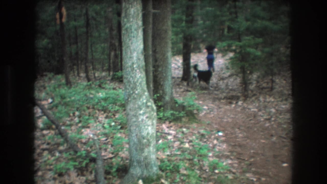 Person and dark-coated dog farther along the forest path among tall trees.
