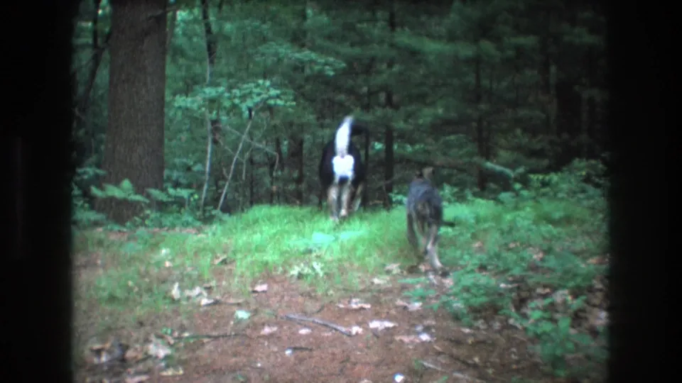 Two dogs, one black and white and one smaller dark dog, run away from the camera through a green patch in the forest.