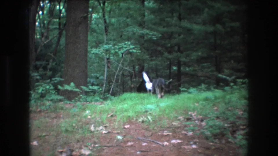 The two dogs continue deeper into the wooded area, partly obscured by distance and soft focus in the 8mm frame.