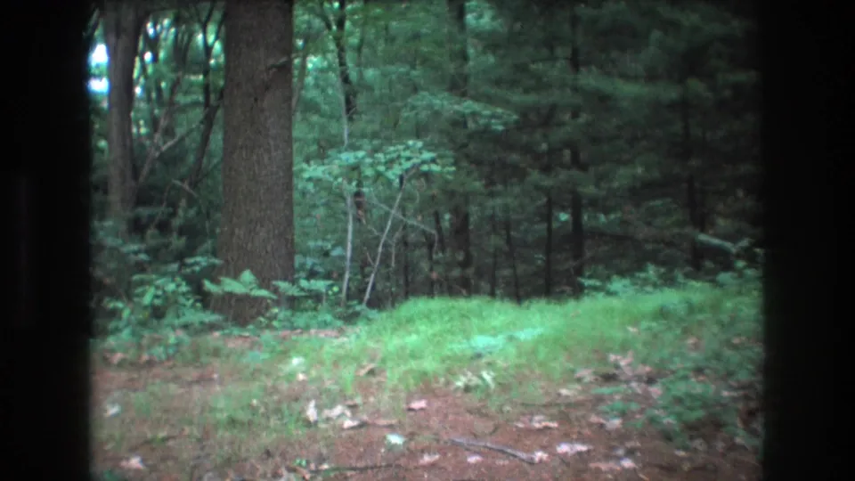 1975 Baxter, Maine 8mm frame showing a still wooded area with bright green grass, brown leaf litter, a large tree trunk, and dense background trees within a dark film border.