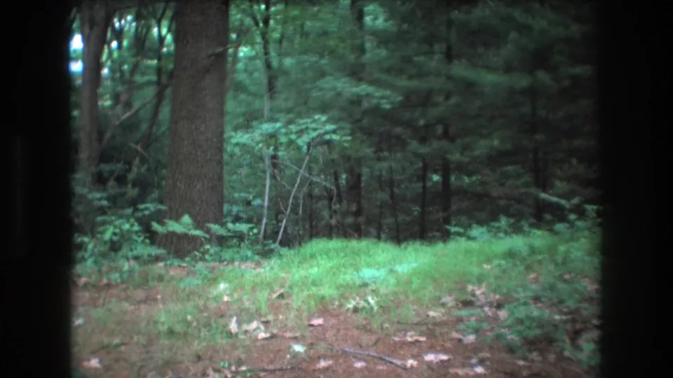 1975 Baxter, Maine 8mm frame showing a closer-feeling view of the forest floor, a prominent tree trunk, bright grass, scattered leaves, and dense background woodland.