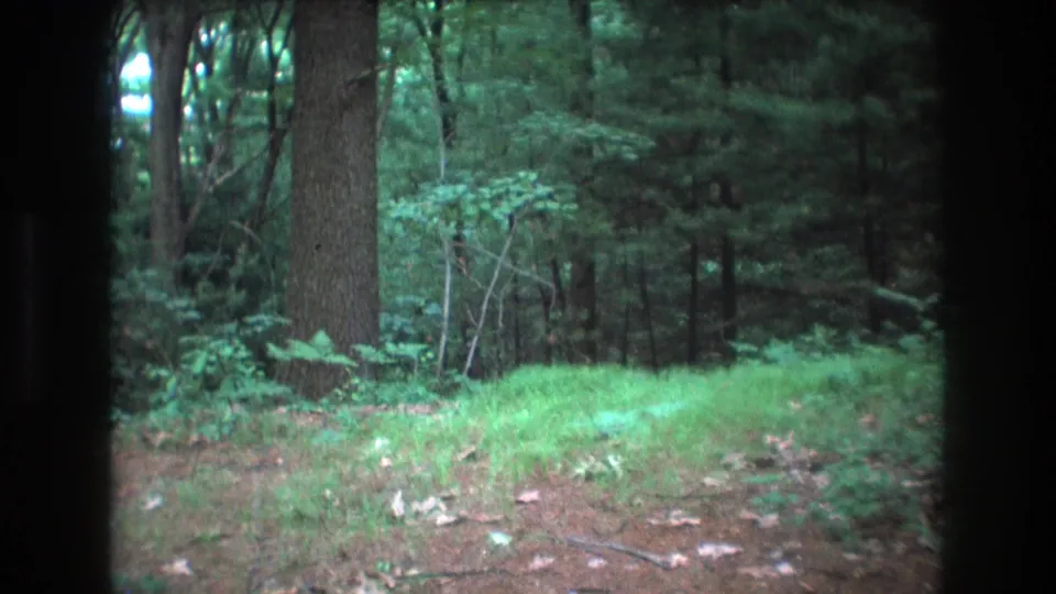 1975 Baxter, Maine home-movie frame holding on a still woodland view with bright green ground cover, brown leaves, prominent trunks, and dark trees beyond.
