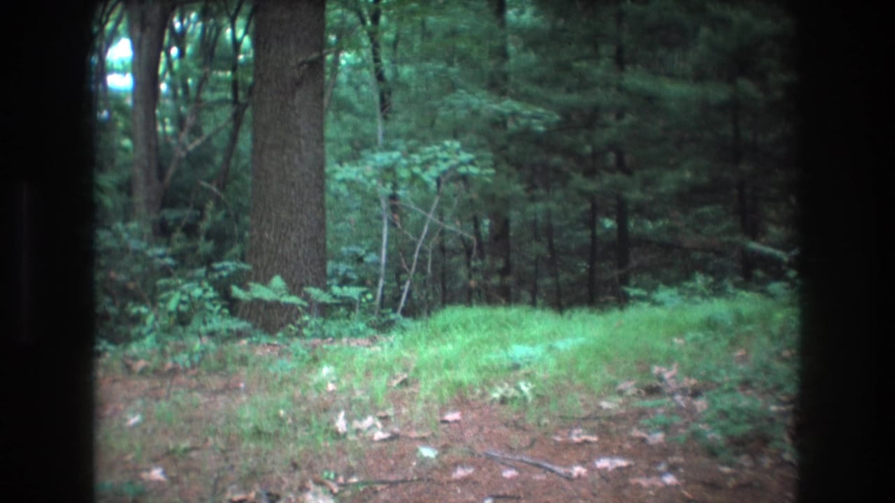Baxter, Maine 1975 home-movie frame showing a wooded clearing with grass, tree trunks, and no dog yet visible.
