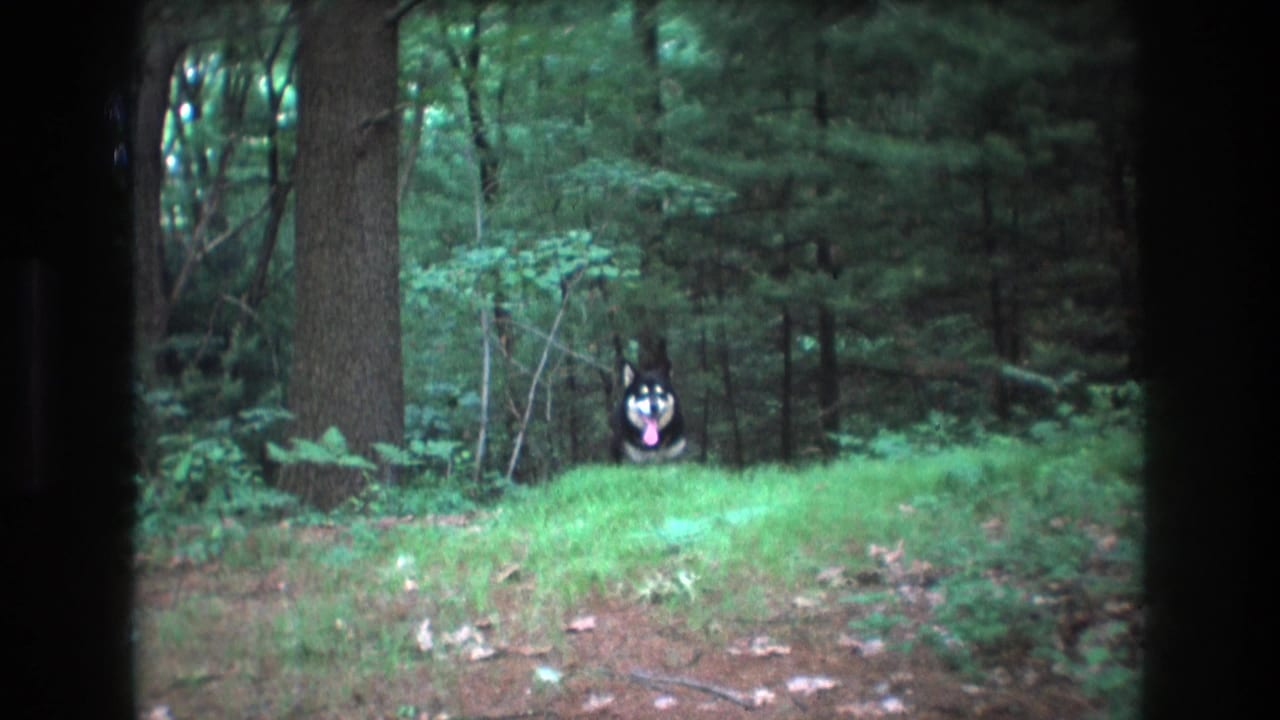 Black-and-white husky appearing in the forest beyond a grassy clearing.