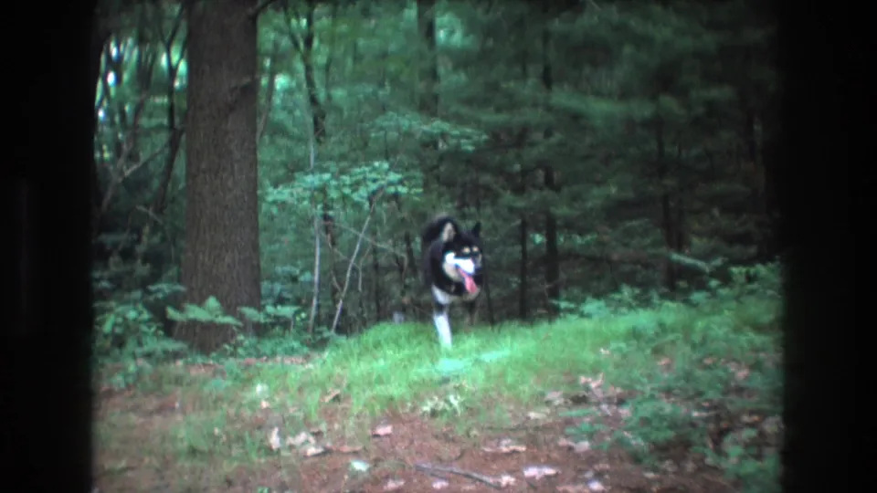 Baxter, Maine 1975 home-movie frame showing the husky moving out of the woodland, panting with its tongue visible near the grassy clearing.