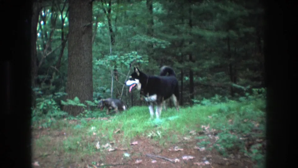 Baxter, Maine 1975 8mm frame showing the husky in profile in a grassy woodland clearing, with a smaller dog briefly visible behind it.