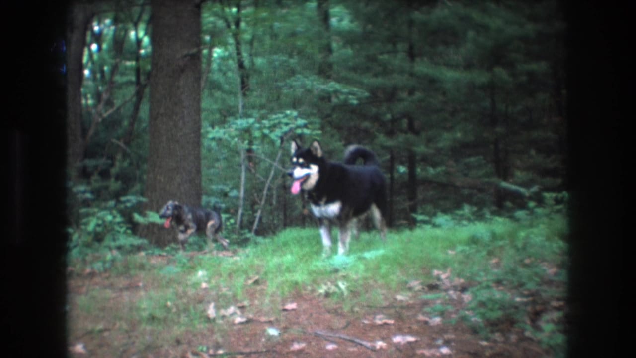 In Baxter, Maine 1975 home-movie footage, two dogs stand in a forest clearing, with a black-and-white husky-like dog facing left and a smaller dark dog near the trees.