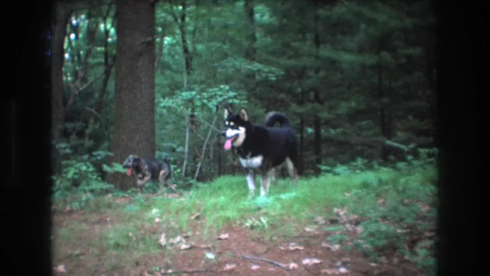 In Baxter, Maine 1975 home-movie footage, two dogs stand in a forest clearing, with a black-and-white husky-like dog facing left and a smaller dark dog near the trees.