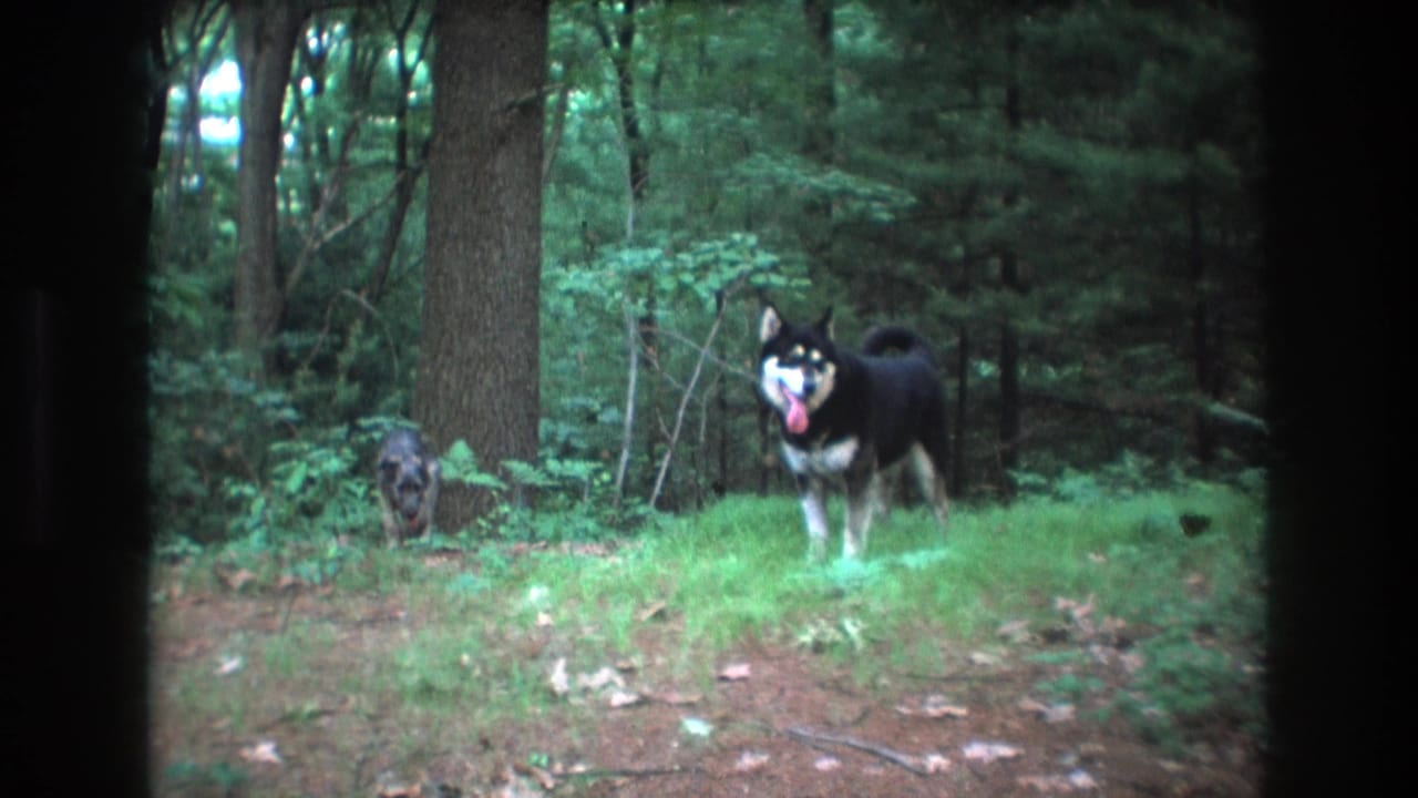 A black-and-white dog stands in grass while a smaller dark dog moves near trees in the background.