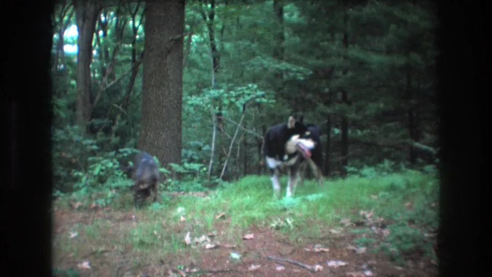 A smaller dark dog lowers its head near the forest floor while the black-and-white dog remains farther back among trees and grass in Baxter, Maine footage from 1975.