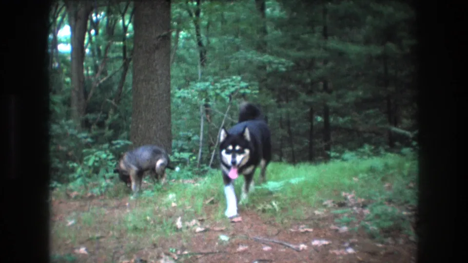 The black-and-white dog walks toward the camera with its tongue out while the smaller dark dog sniffs at the grass in the 1975 Baxter, Maine forest clearing.