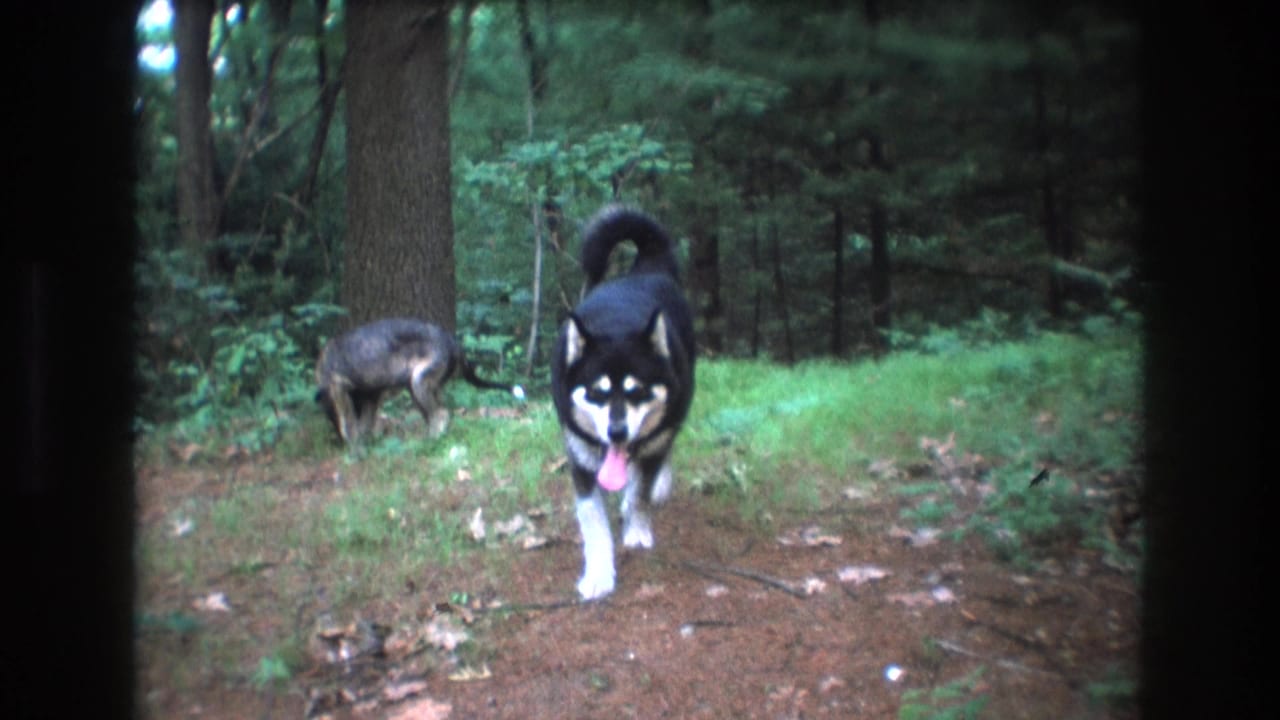 In Baxter, Maine in 1975, a black-and-white husky-like dog approaches the 8mm camera on a forest path as a second dog sniffs at the left edge of the clearing.