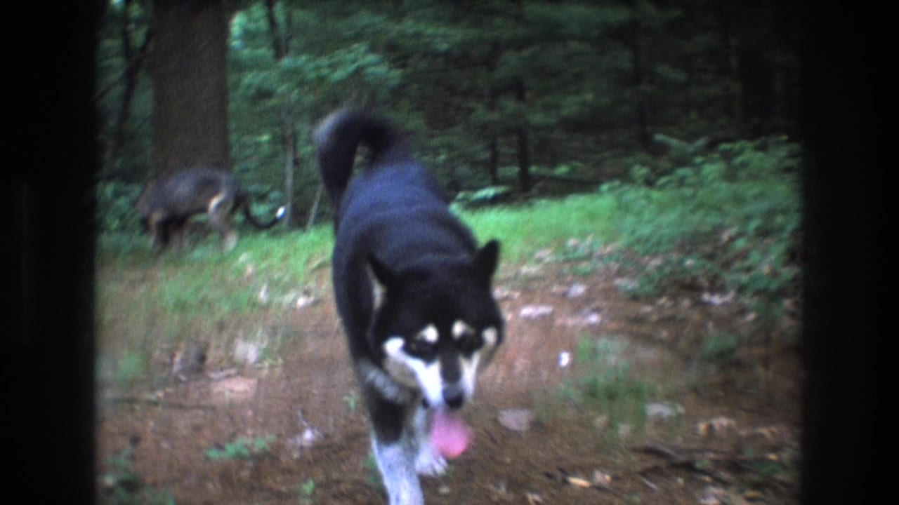 Black-and-white dog moves closer to the camera with tongue out as another dog stands in the background woods.