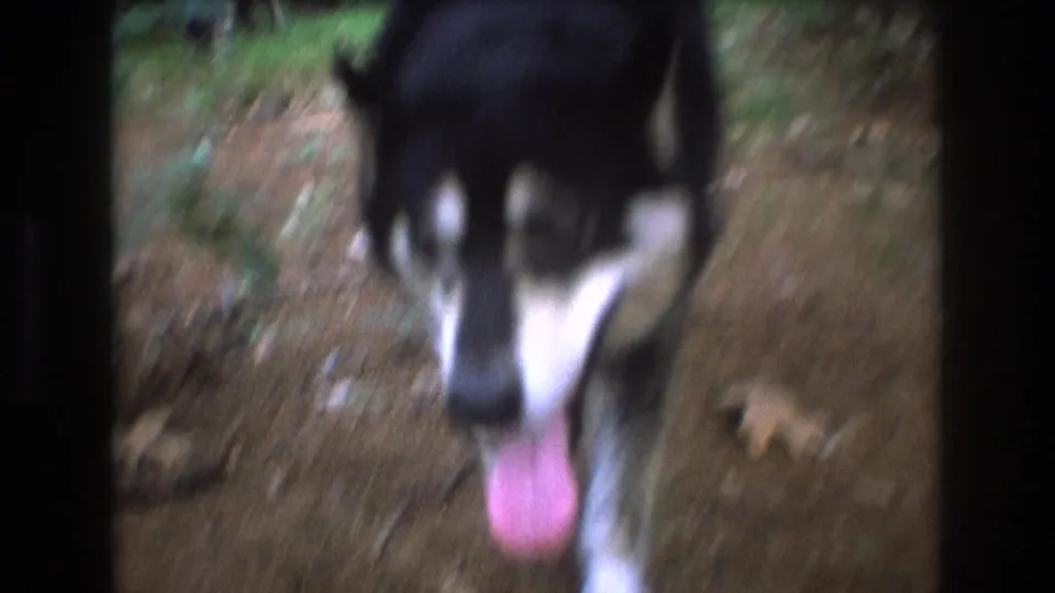 A close, softly blurred frame shows the black-and-white dog nearly reaching the 8mm camera on the wooded dirt path in Baxter, Maine.