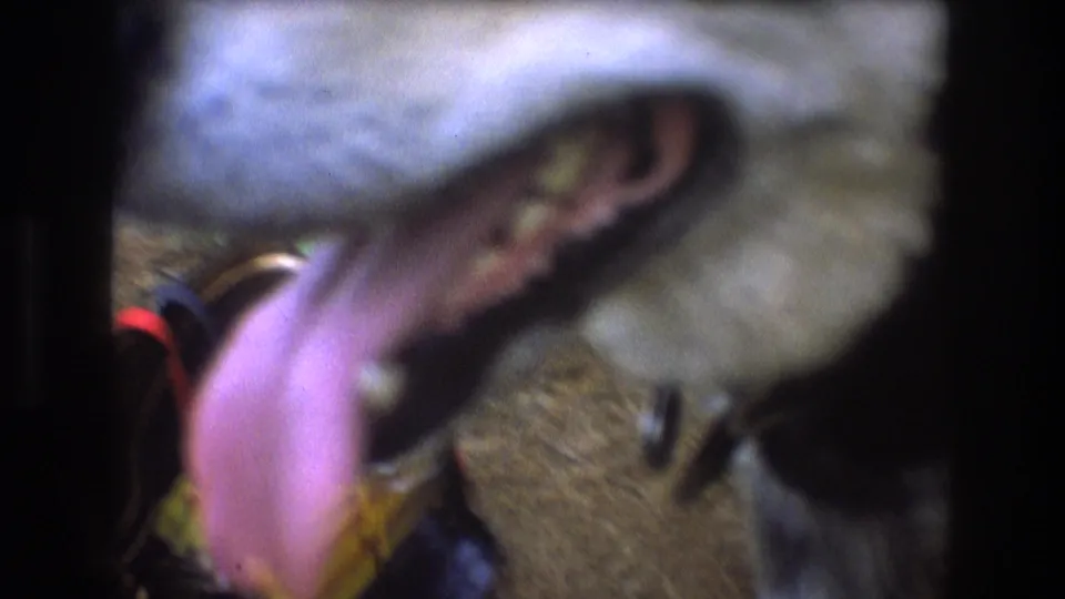 An extreme close-up captures the dog's muzzle, open mouth, and tongue near the lens, turning the Baxter, Maine 8mm pet scene into an intimate home-movie moment.