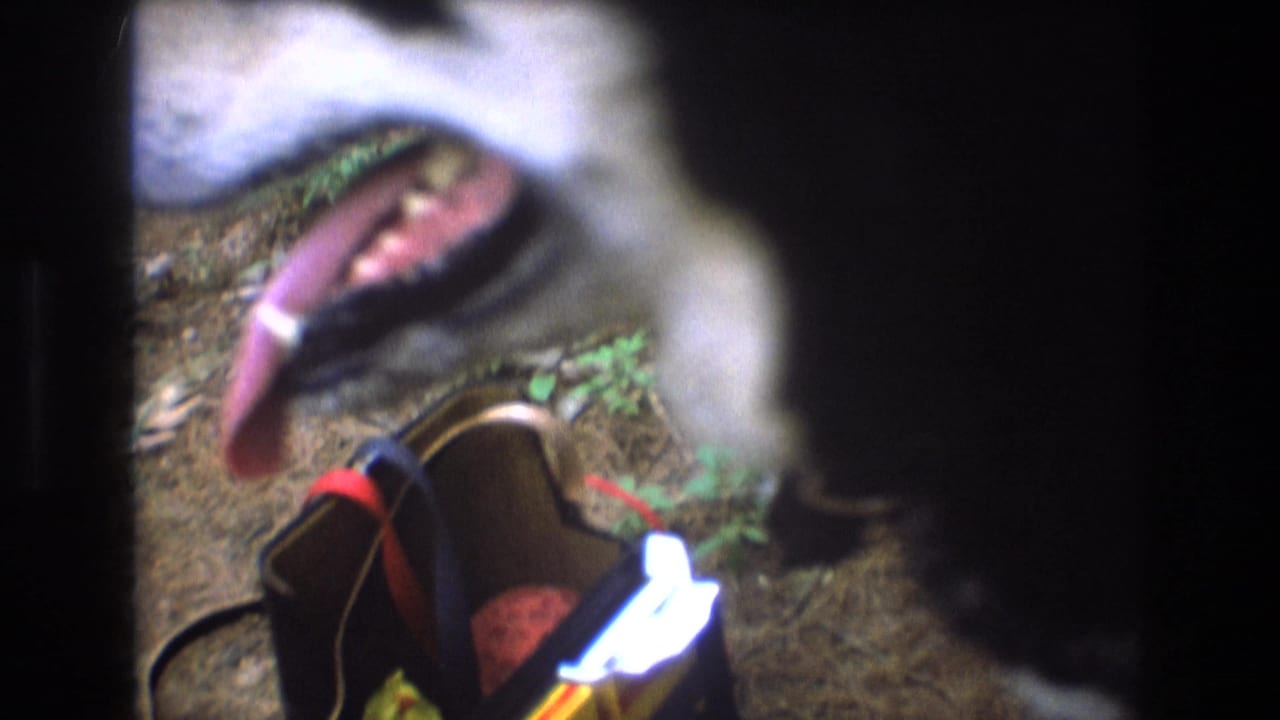 1975 Baxter, Maine 8mm frame showing a close, partially obscured black and white dog with a pink tongue visible near leaf litter and forest ground.