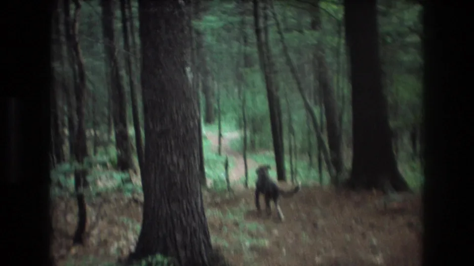 1975 Baxter, Maine 8mm frame showing a black and white dog moving away through a pine forest beside a narrow dirt trail.