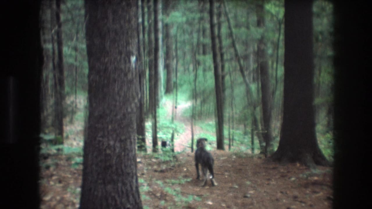 1975 Baxter, Maine 8mm frame showing a dark dog moving away from the camera on a needle-covered forest path between tall conifer trunks.
