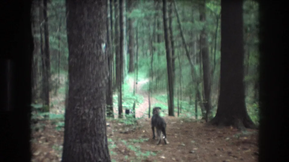 1975 Baxter, Maine 8mm frame showing a dark dog moving away from the camera on a needle-covered forest path between tall conifer trunks.
