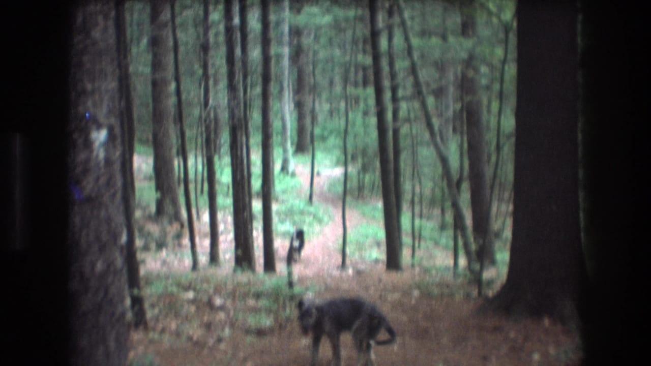 Two dogs visible on a curving forest path among tall trees.