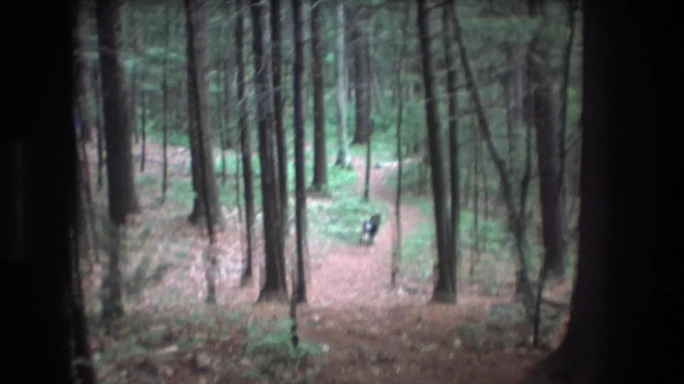 1975 Baxter, Maine 8mm frame showing a dark dog on a forest trail, with tall trunks and soft home-movie blur across the scene.