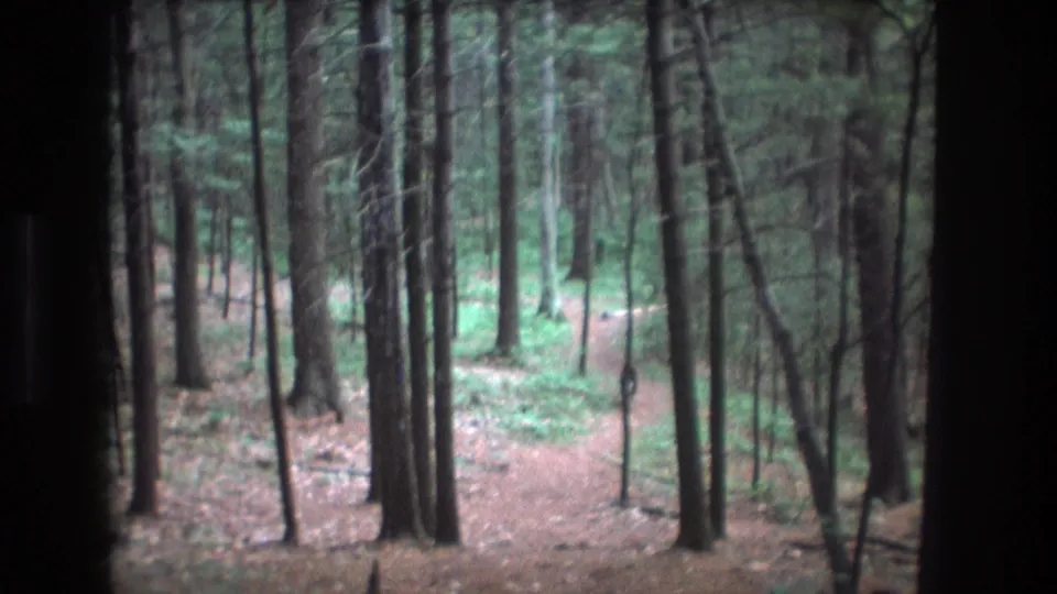 1975 Baxter, Maine 8mm frame looking through dark side framing toward a pine forest path, with a dog partly visible near the right side among the trees.
