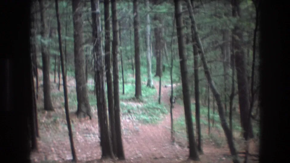 1975 Baxter, Maine 8mm frame showing a narrow dirt path through tall pine trees and green forest understory.