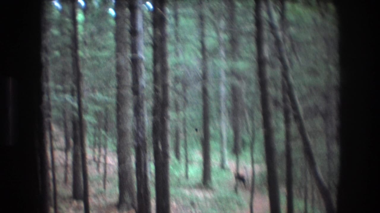 Forest path with a small deer visible among the trees.