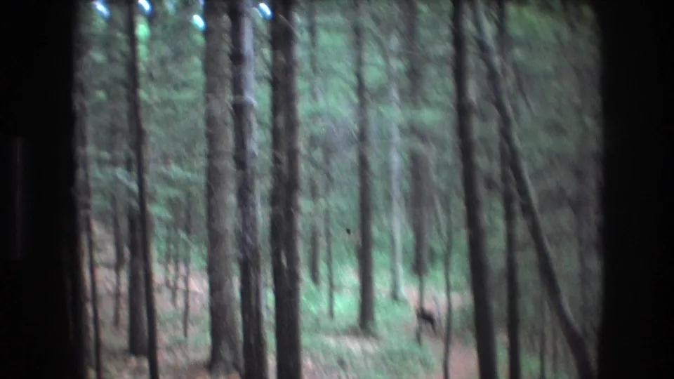 1975 Baxter, Maine woodland frame with a deer appearing in the distance beside the dirt path among tall trees.