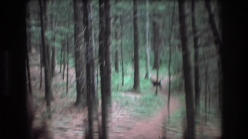 Soft 8mm frame from Baxter, Maine showing a deer on or near a narrow forest path amid dense trees.